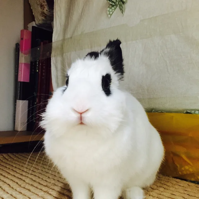 당근좋아해