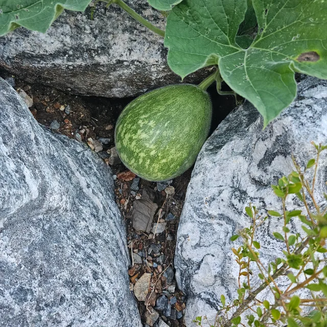 당근요리사