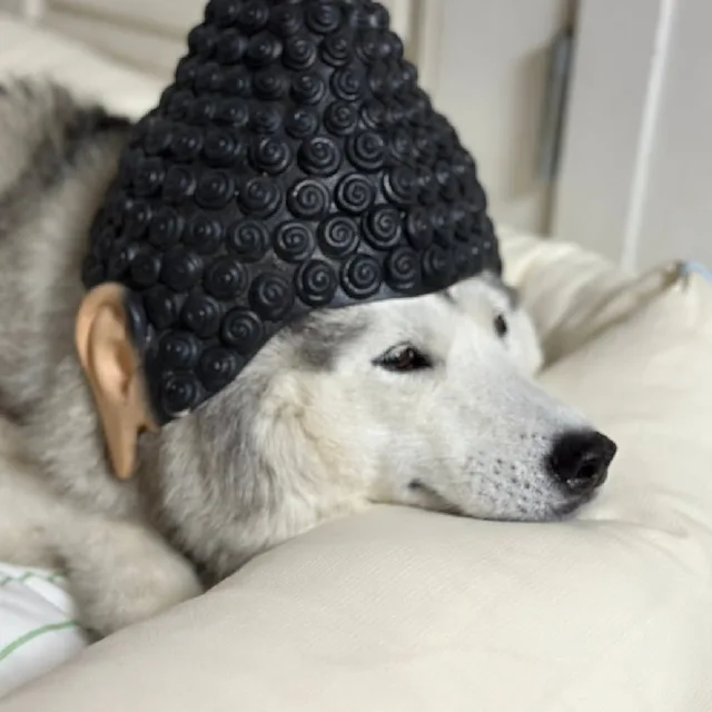 진돗개