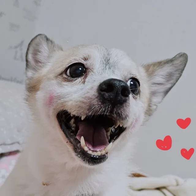 뭉크맘쑤지