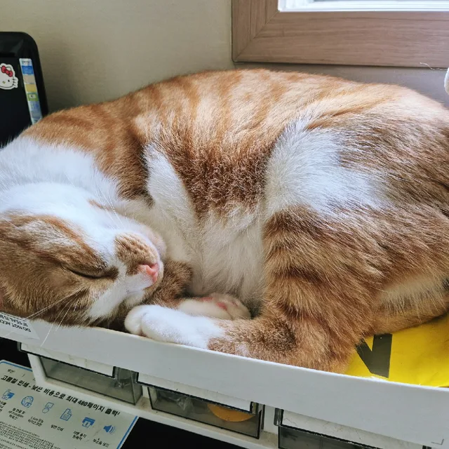 보들보들