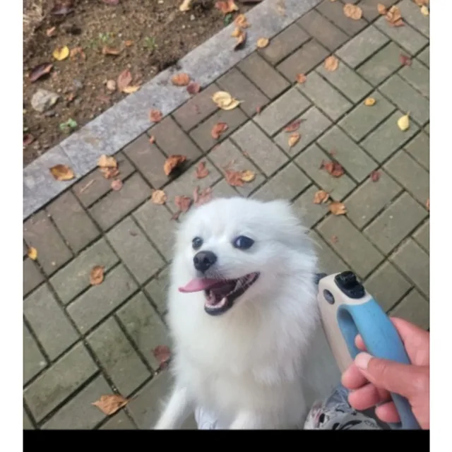 야생마