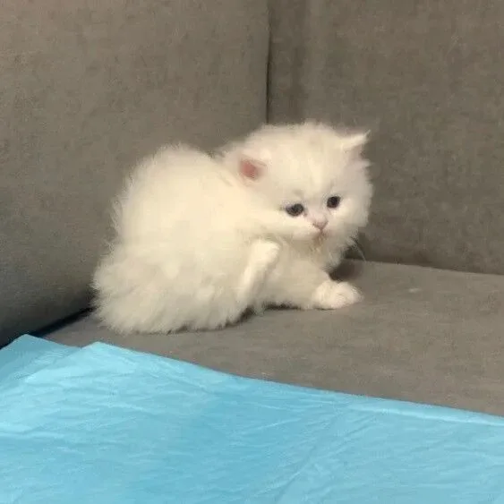 길가는야옹이