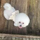 폰투스