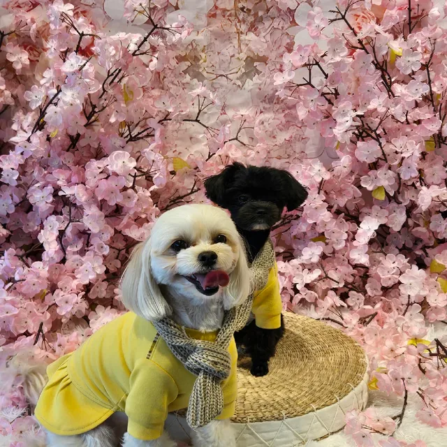 똑사세요