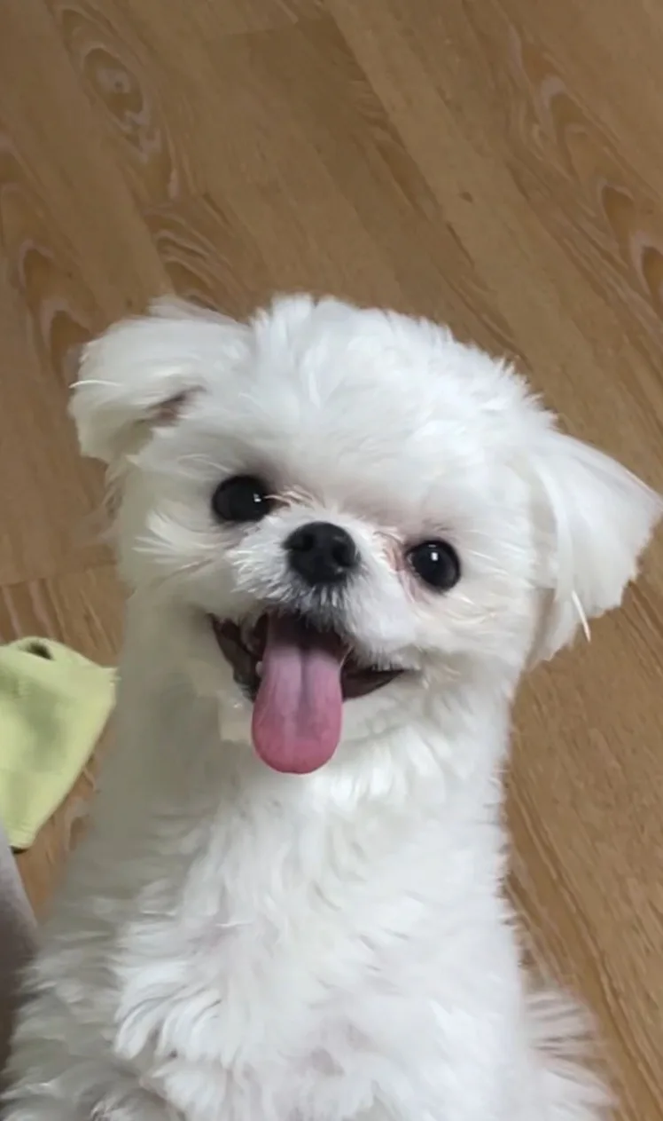 지가가던당근