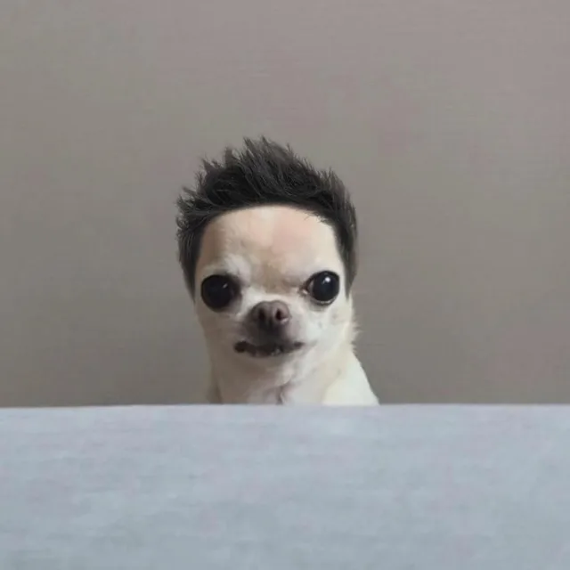 감자