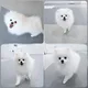 당근왕
