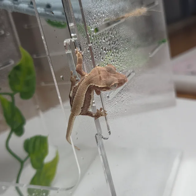 쏘야