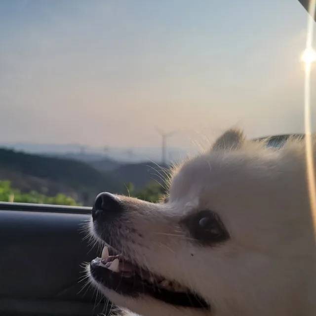 봄봄