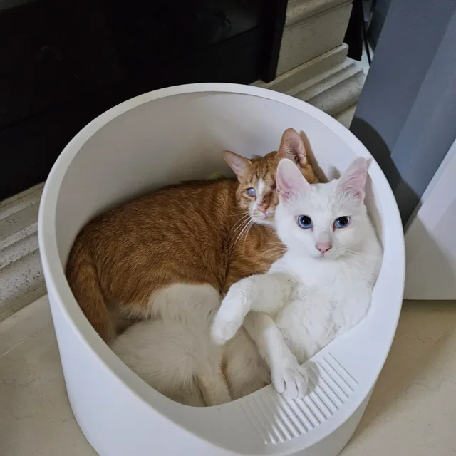 목현동맘