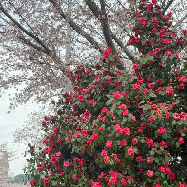 국화