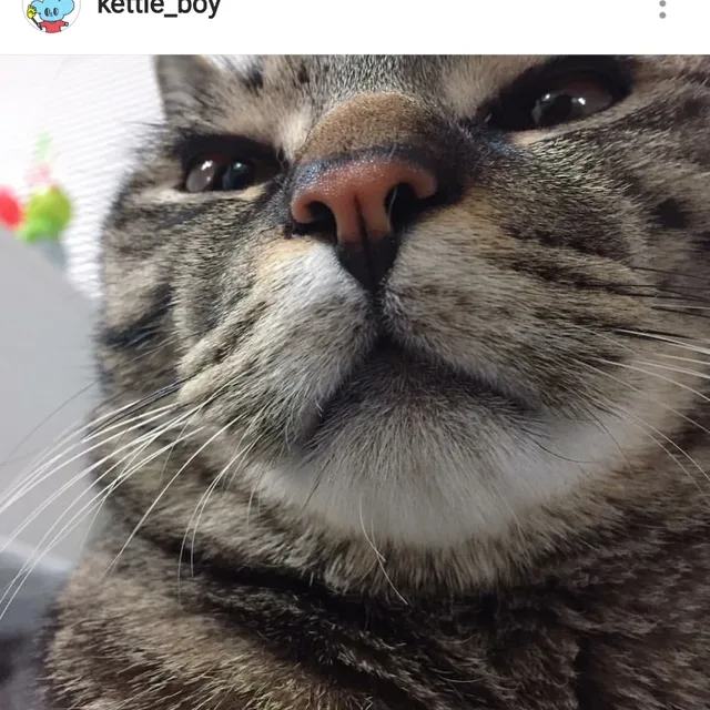 요츠바