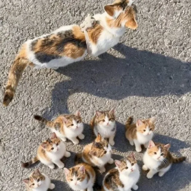 아침이슬