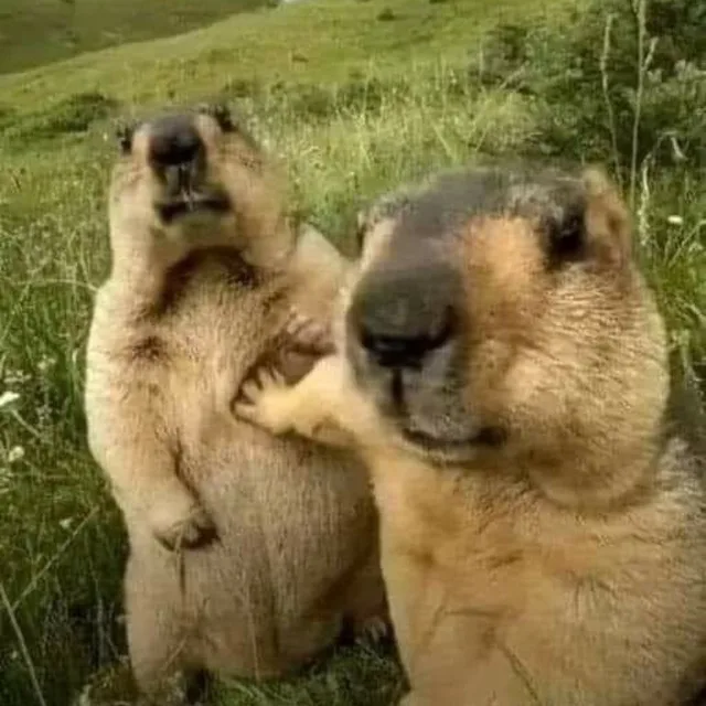 성실한카피바라