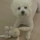 버디버디