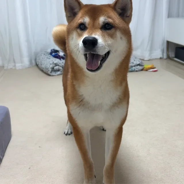 매일행복하게