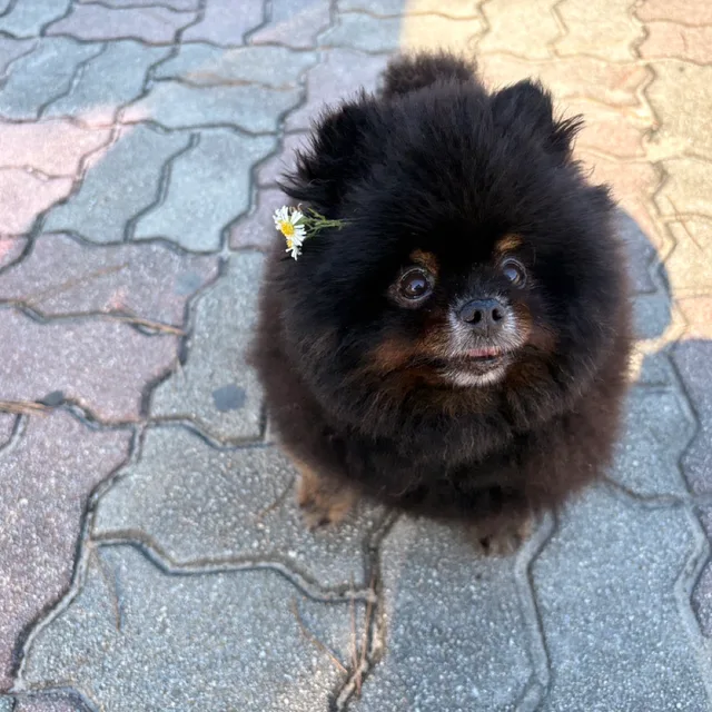 세드블루