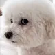 야호이78