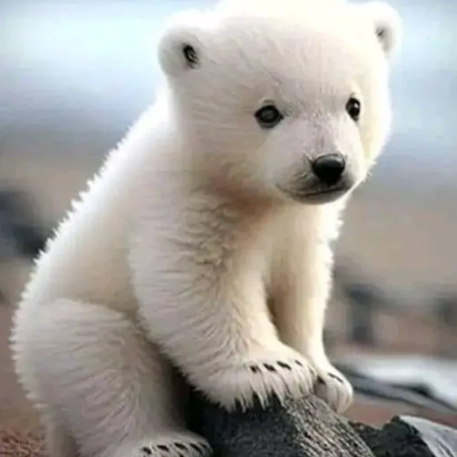 북극곰