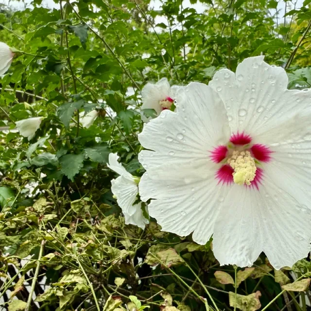 행복나눔