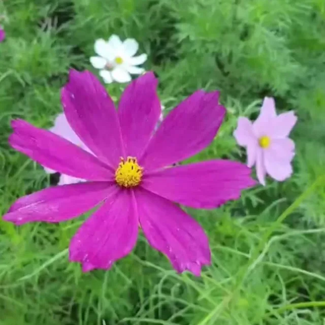루이