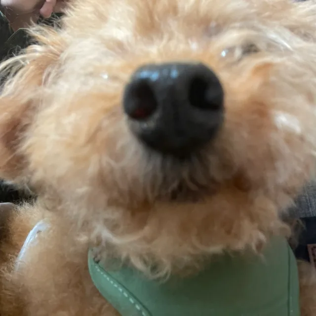푸하항
