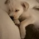 고구마머리