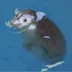 블루