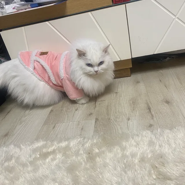 고양이아빠