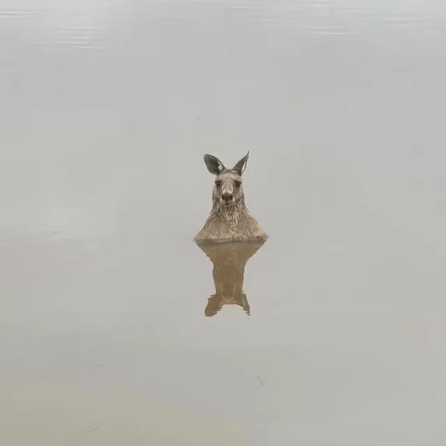 또디