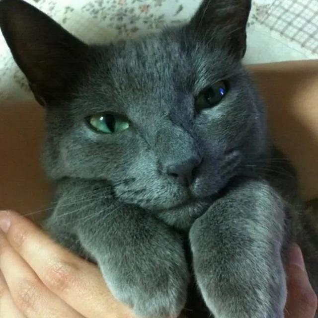 냐옹냥이