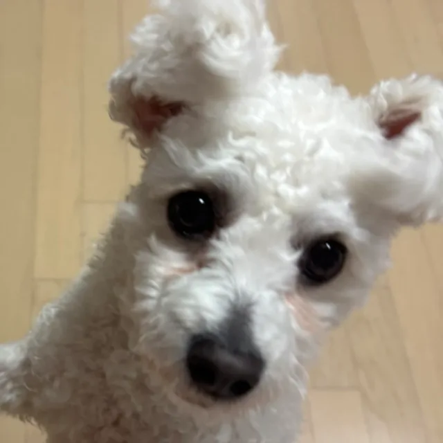 꾸루미