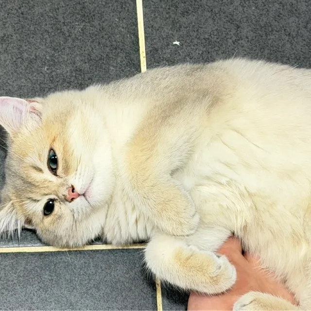 당근주민
