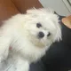 하트