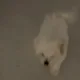 미니마니모