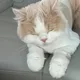 냥냥