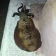 명지에귕