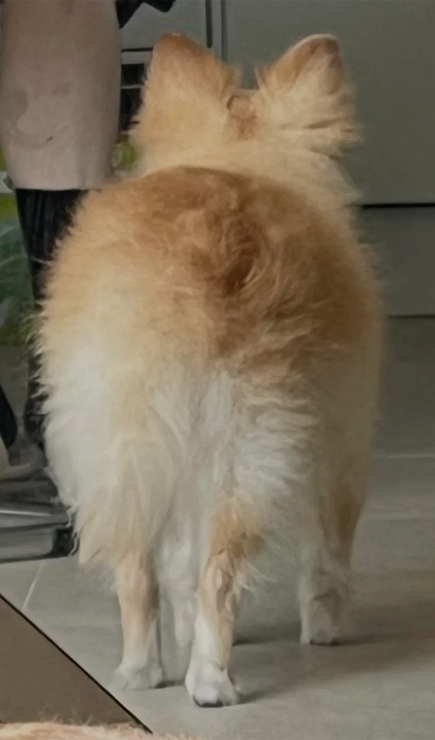 라떼궁둥이버섯