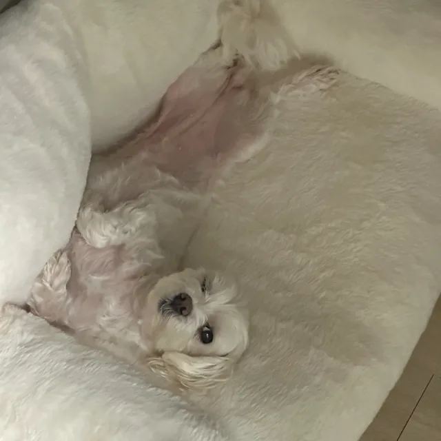 초아네