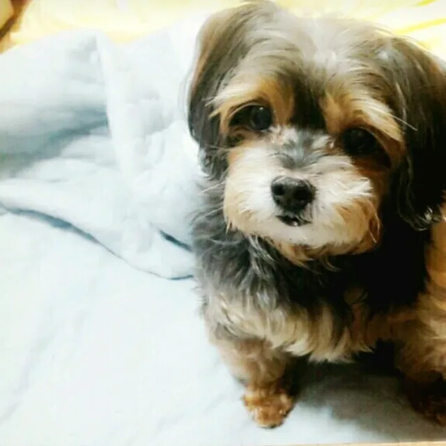 콩이