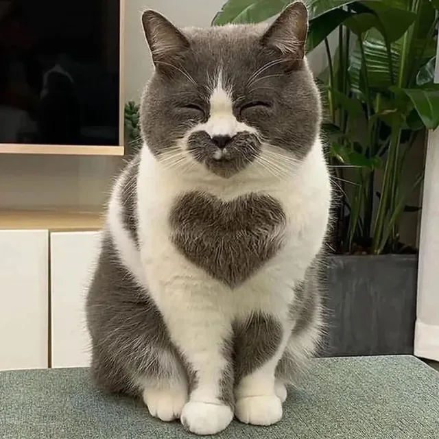 포도송이