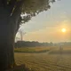 모네