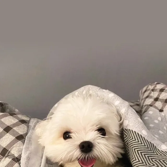 샤갈강아지