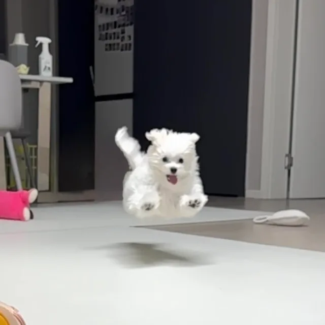 댱균