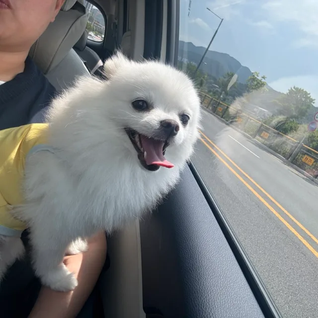 대장