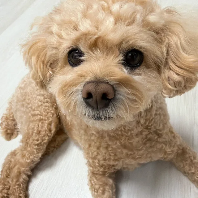 토리언니