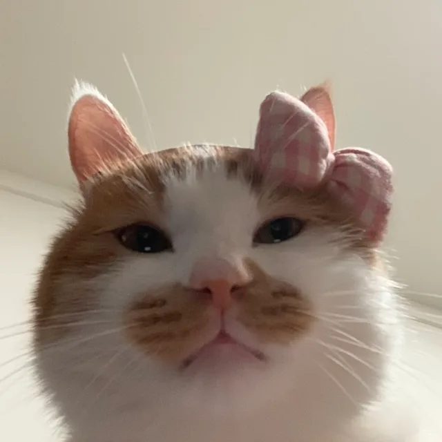 볼빵빵춘식이