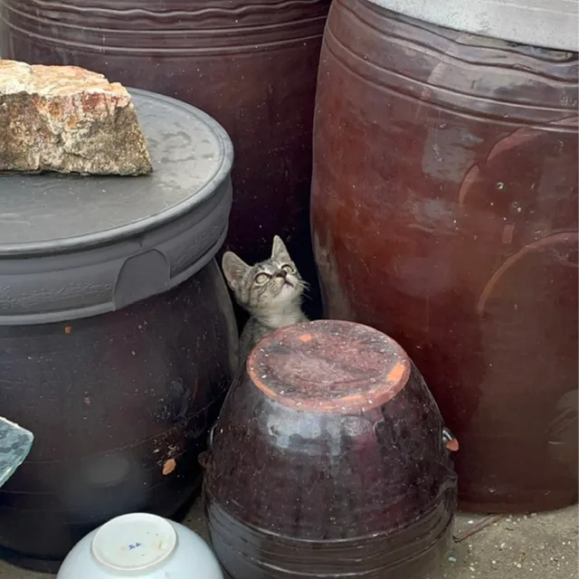 기강