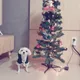 사랑이